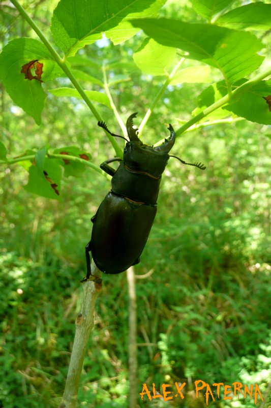 Lucanus Cervus